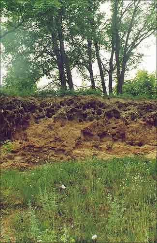 Гнезды ластавак-берагавушак на Дзвiне каля п. Лужасна. Фота 1998 г.