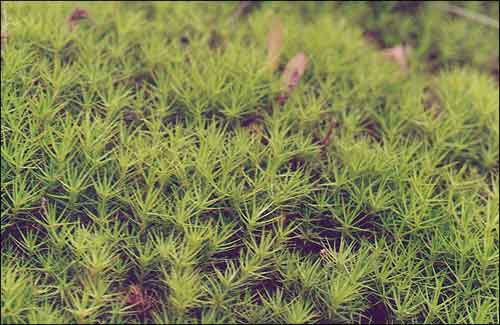 Кукушкiн лен / Haircap moss / Polytrichum. Лета 2000 г.
