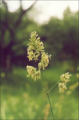 Ежа сборная / orchard-grass, dew-grass / Dactylis glomerata