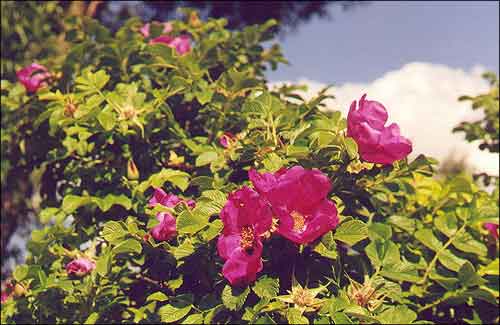 Шыпшына / Шиповник / Dog-rose (Flowers) / Rosa
