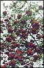 Рабiна / Рябина / Mountain ash, Rowan / Sorbus aucuparia