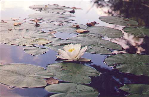Гарлачык / Кувшинка белая / Water-lily, Water lily / Nymphaea