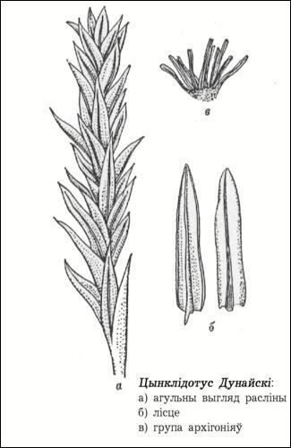 Цынклідотус Дунайскі / Cinclidotus Danubicus