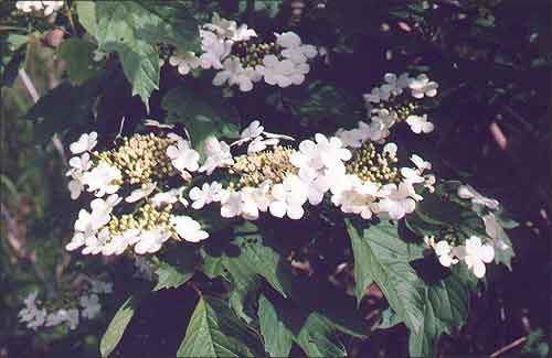 Калiна / Калина / Snowball tree, Guelder-rose, Viburnum / Viburnum