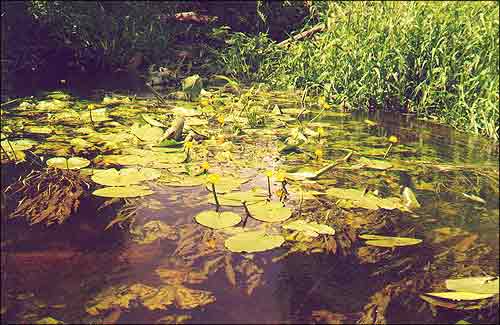 Гарлачык жоўты / Кубышка / Spatterdock, Yellow pond-lyily / Nuphar