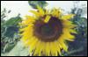 Сланечнік / Подсолнечник / Sunflower / Helianthus annuus