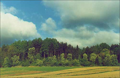 Цеплы лес (каля п. Лужасна). Весна 1998 г.