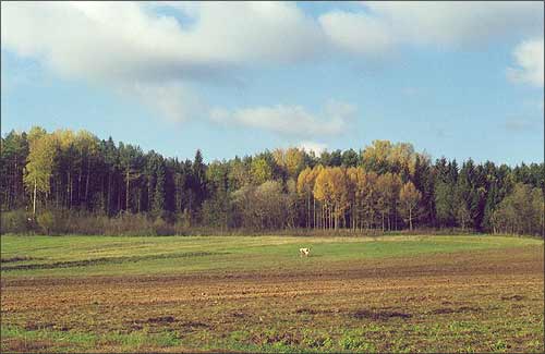 Цеплы лес (каля п. Лужасна). Восень 1998 г.