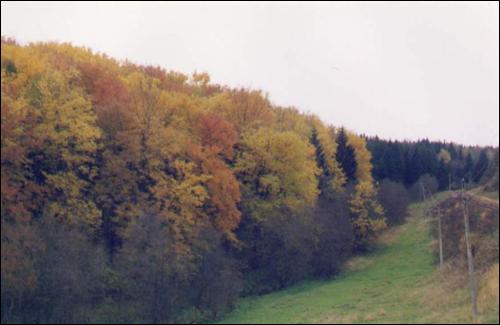 Цеплы лес. Восень 2000 г. (1)