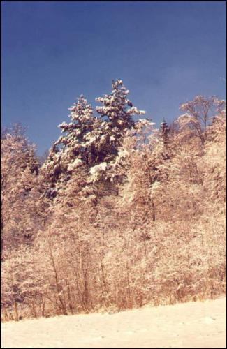 Цеплы лес. Зiма. 1999 г. (2)