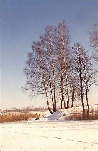 Возера Сосна (Даўжанскае). Вiцебскага раена. 2000 г.