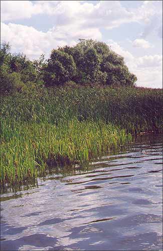 Возера Лосвiда. Вiд на Напалеонаўскую дарогу. 1998 г.
