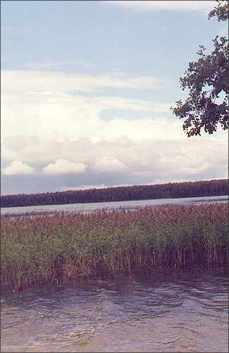 Возера Сурмiно Гарадоцкага раена. Батанiчны заказнiк. 2000 г.