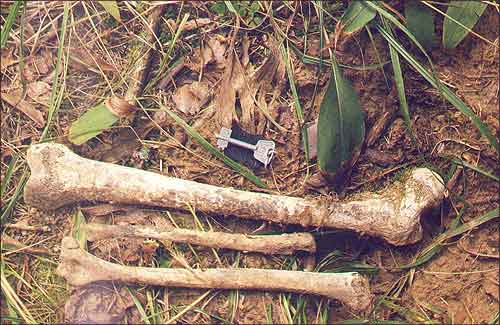 Косткi нябожчыка, з курганнага могiльнiка каля в. Храпавiчы. Раскапаны «чорнымi археолагамi» 2001 г.