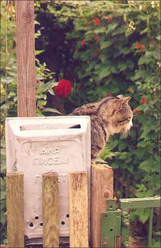 «Паштовы кот». В. Дощжа Вицебскага раена. Лета 2001.